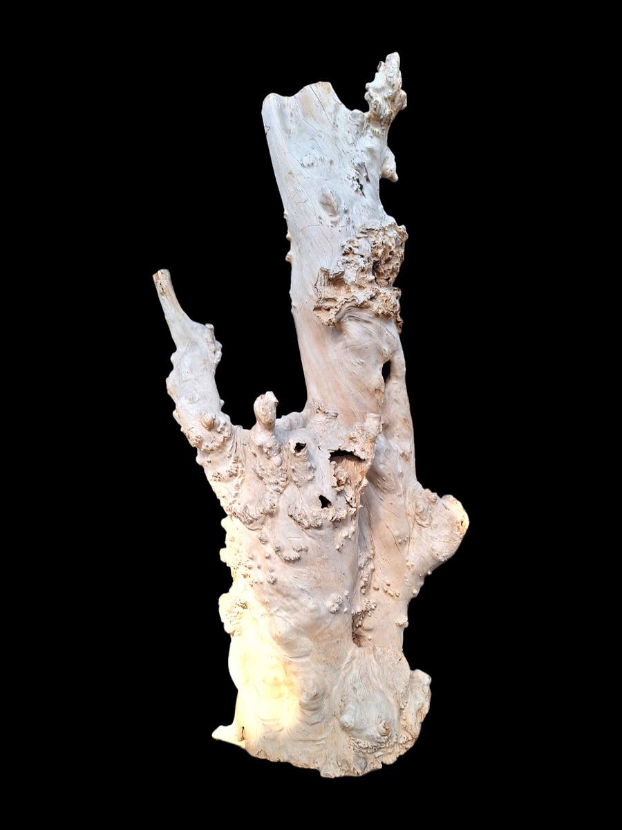 A large driftwood tree trunk sculpture